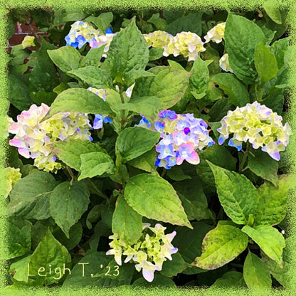 Auntie's Hydrangeas Indoor/Outdoor Pillow